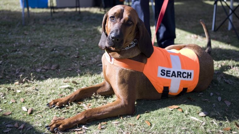 Les meilleures races de chiens pour la recherche et le sauvetage