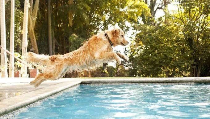 chien sautant dans la piscine doggy pool party