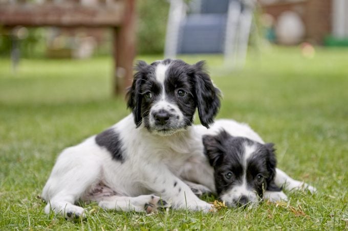 deux chiots qui jouent ne jamais adopter 2 chiots