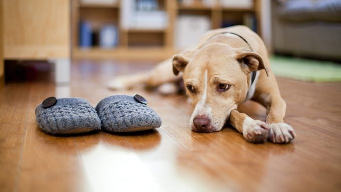 Terrier mixte montrant un signe qu'un chien n'a pas assez d'attention