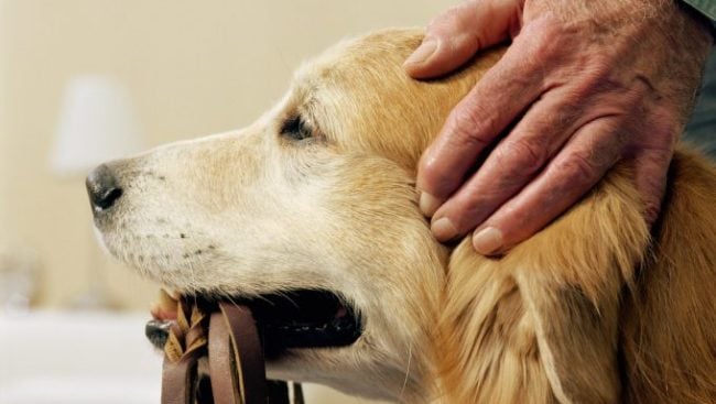 Comment inclure votre chien dans votre testament