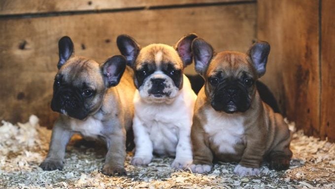 Trois adorables chiots bouledogues français