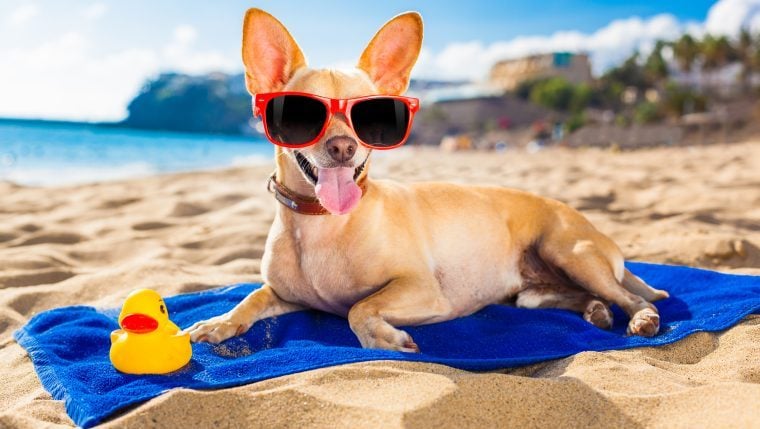 chihuahua avec des lunettes de soleil se relaxant sur la plage chiens de sécurité d'été