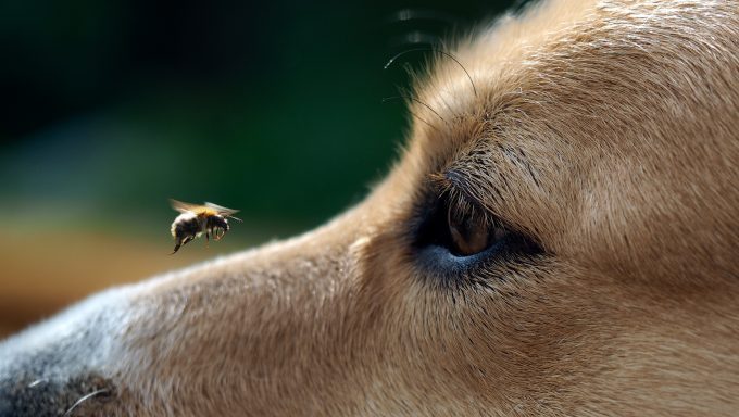 abeille sur le nez du chien comment protéger votre chien des abeilles