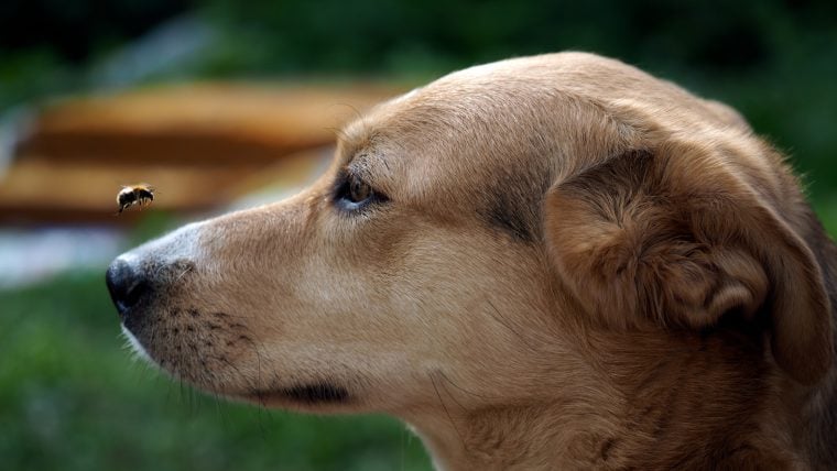 Comment protéger votre chien des piqûres d’abeilles