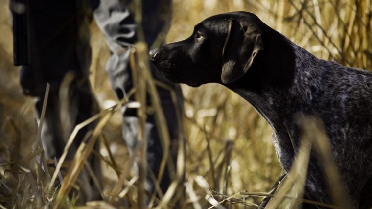 Les meilleures races de chiens pour la chasse