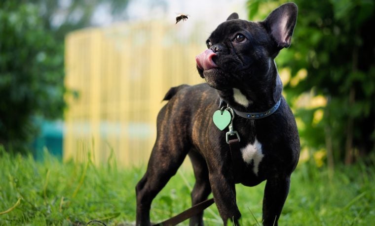 Un chien de Los Angeles attaqué par un essaim d’abeilles