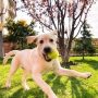 Pourquoi les chiens aiment-ils les balles de tennis ?