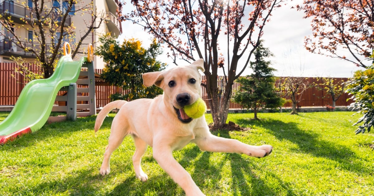 Pourquoi les chiens aiment-ils les balles de tennis ?