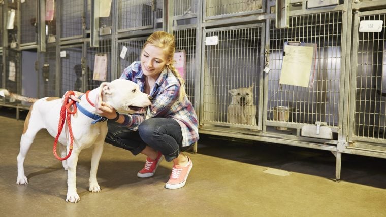Comment décoder les messages relatifs à l’adoption de chiens