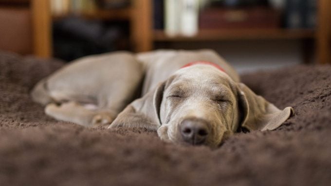 Un chiot Weimaraner se détend dans la chambre de son chien.