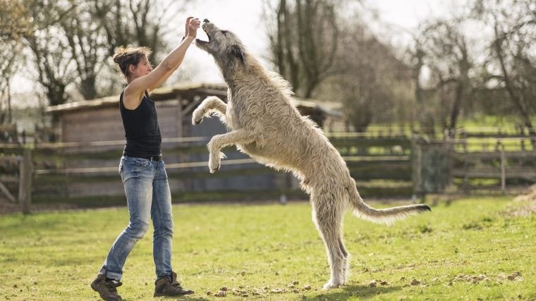 Les plus grandes races de chiens au monde