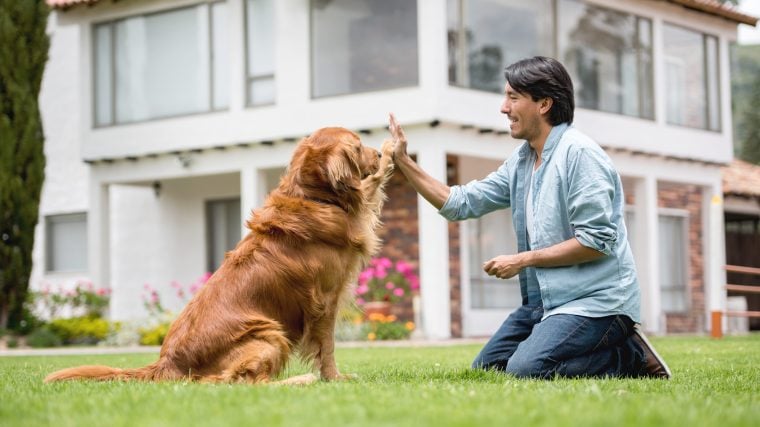 Comment un comportementaliste canin peut aider votre chiot