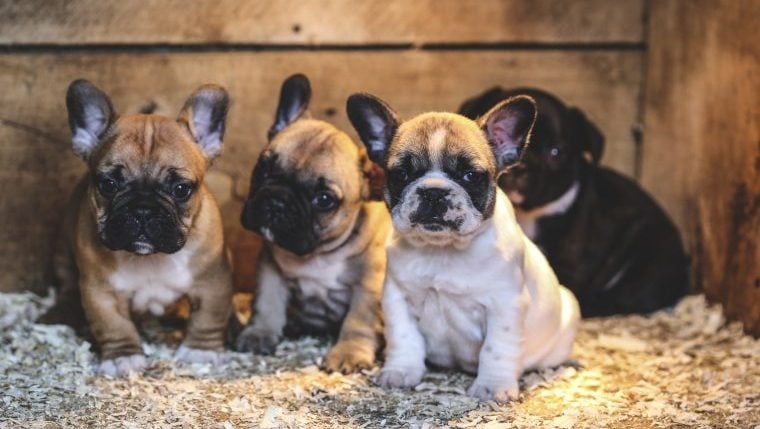 Des chiots bouledogues français volés dans une maison du Wisconsin