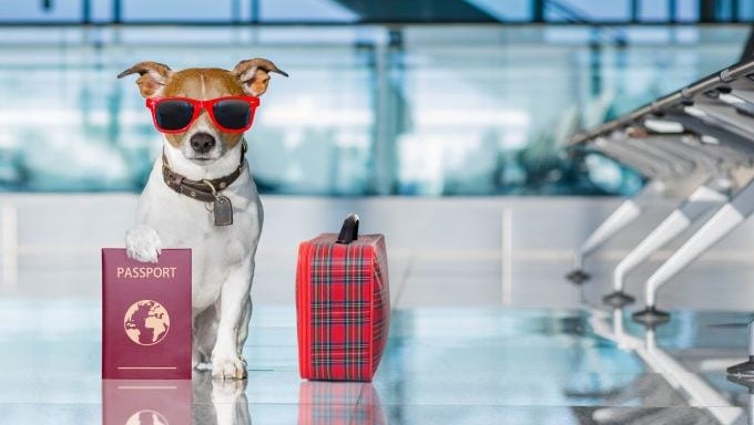 jack russell terrier avec passeport et valise noms de chiens inspirés des voyages