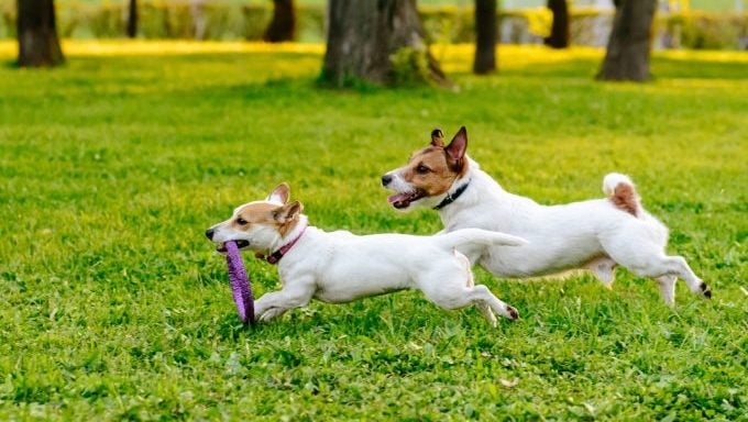 chiens jouant au parc à chiens