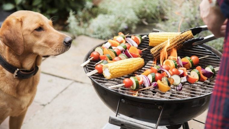 Comment assurer la sécurité de votre chien lors des barbecues