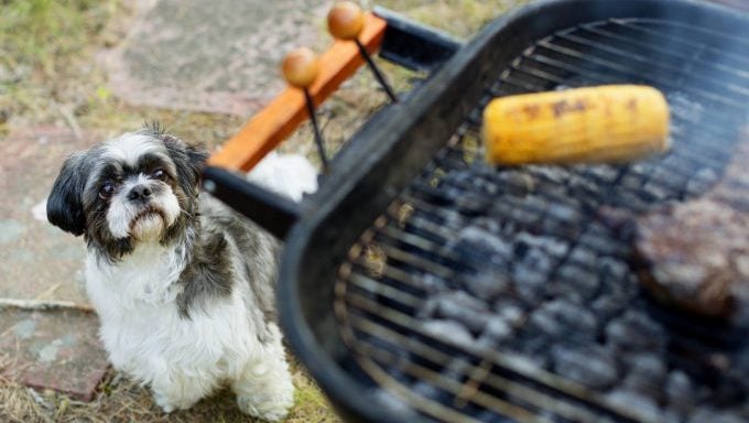 chien regardant le grill comment garder votre chien en sécurité lors des barbecues