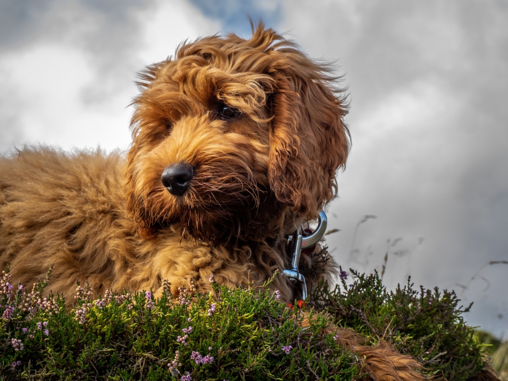 Chiot cockapoo dans l'herbe