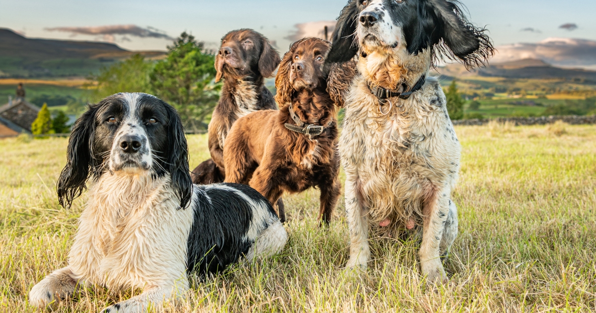 Les races de chiens moyennes les plus populaires