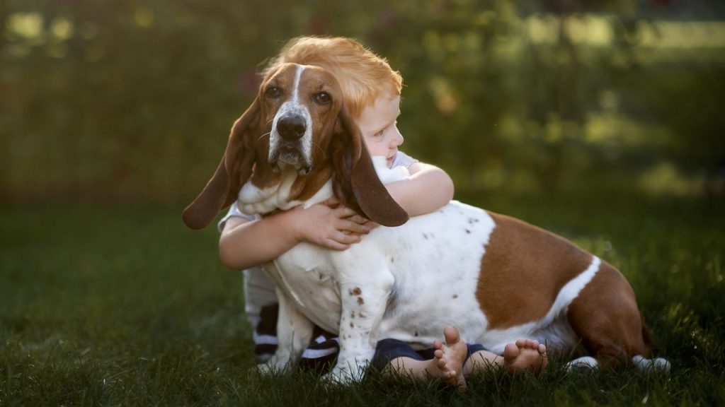 Un Basset Hound serré dans les bras d'un jeune garçon.