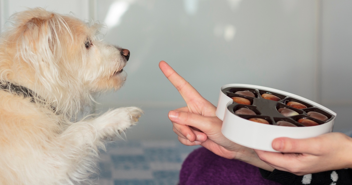 10 aliments mauvais pour les chiens