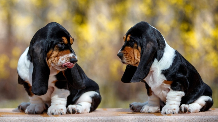 Chiots Basset Hound : Photos mignonnes et faits