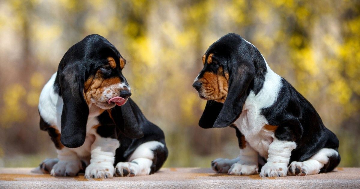 Chiots Basset Hound : Photos mignonnes et faits