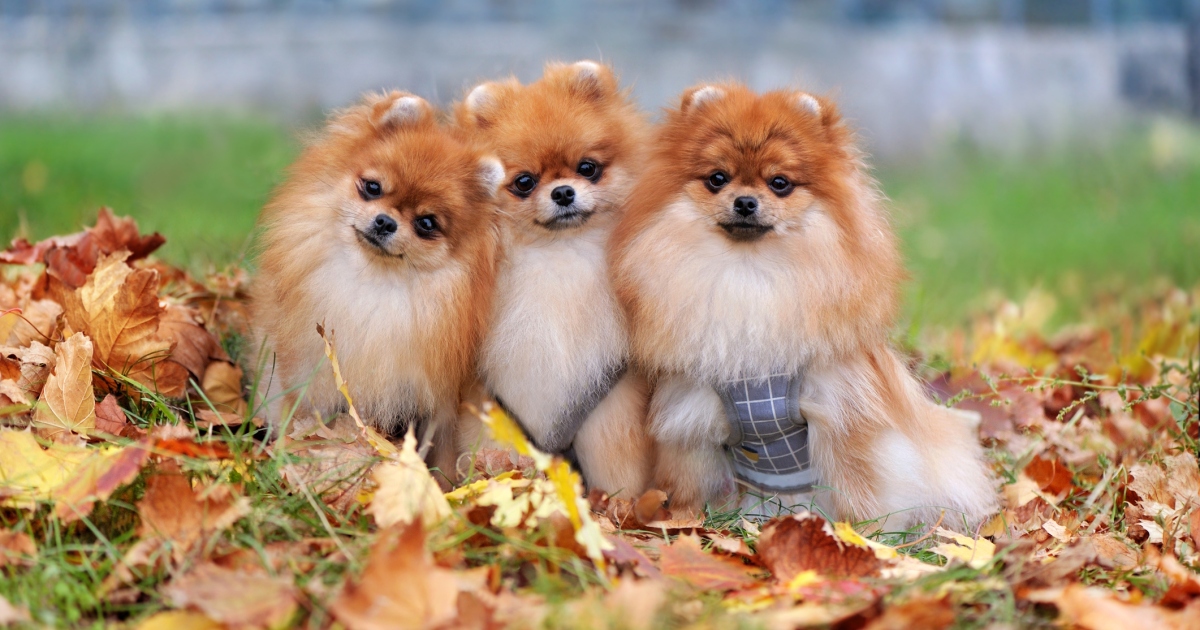 Chiots de Poméranie : Photos mignonnes et faits