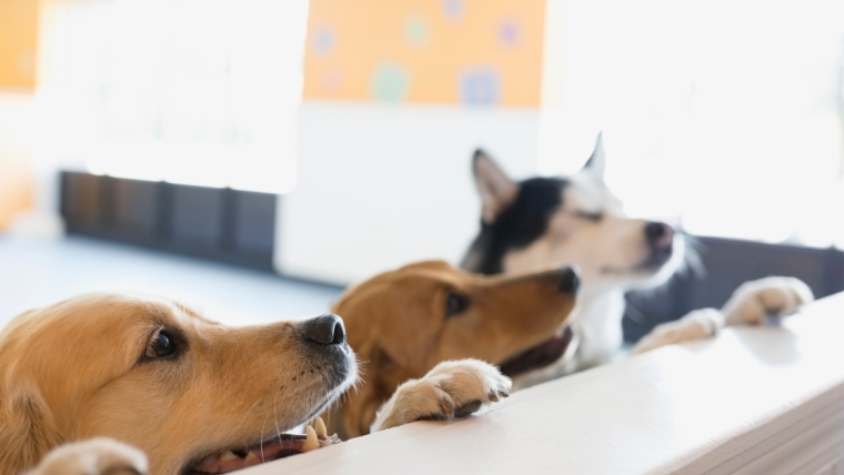 Les avantages de la garde de chiens