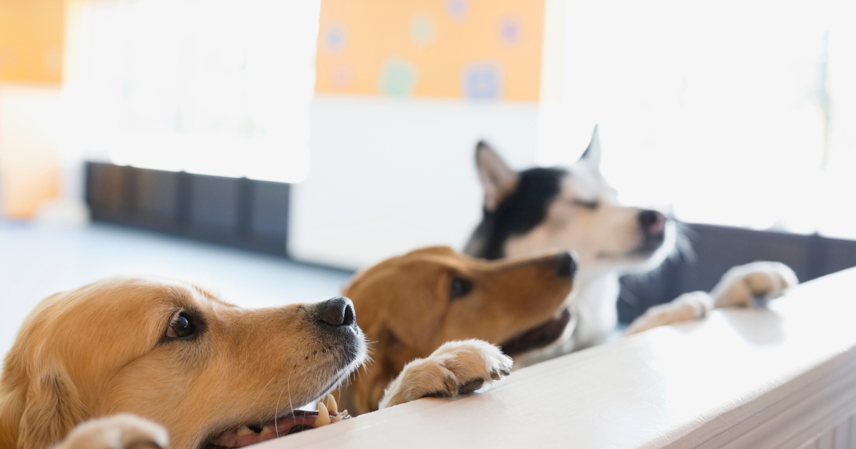 Les avantages de la garde de chiens