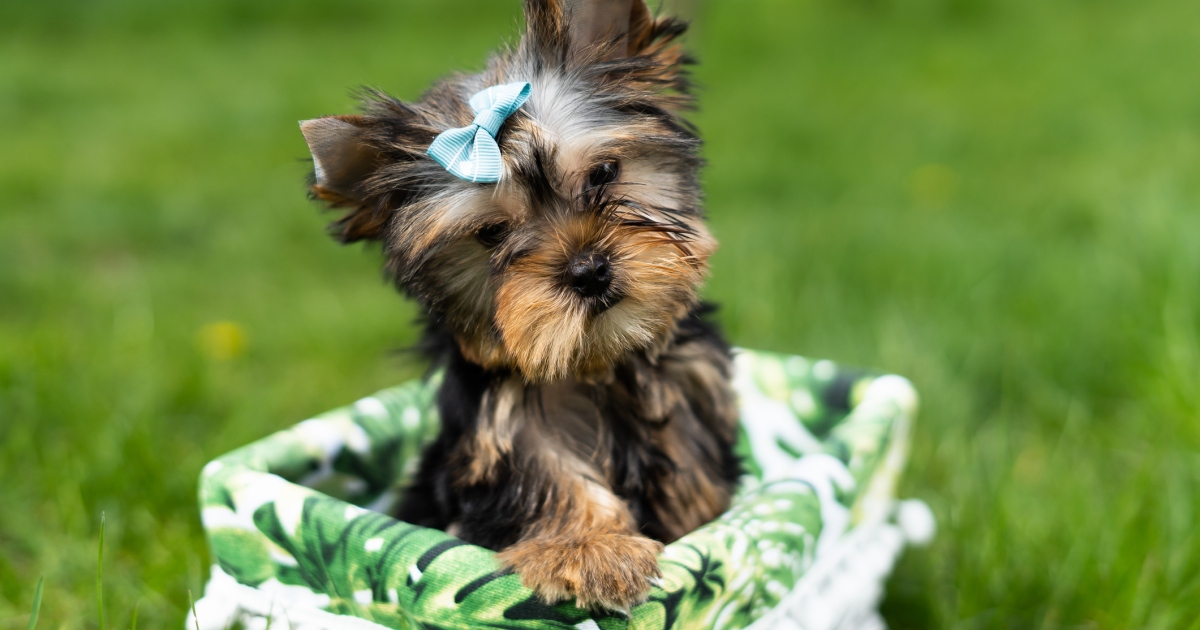 Les chiots Yorkshire Terrier ‘Yorkie’ : Photos mignonnes et faits