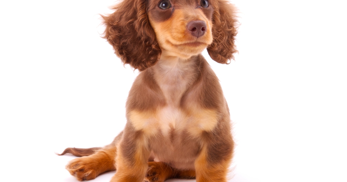 Chiots Teckel : Photos mignonnes et faits