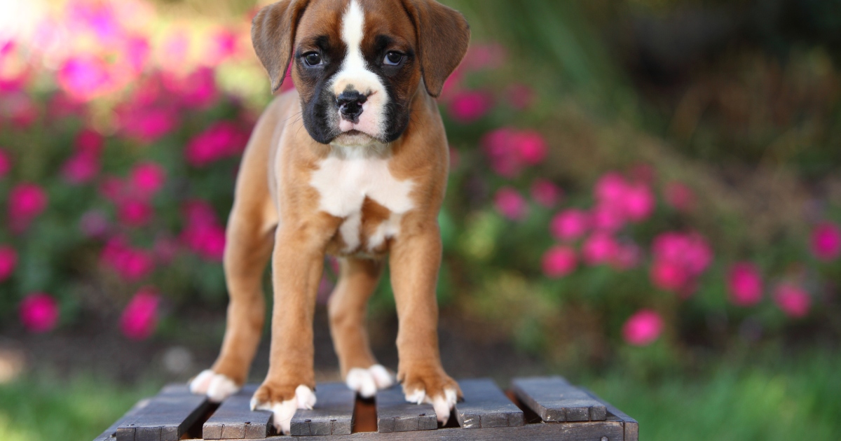 Chiots Boxer : Photos mignonnes et faits