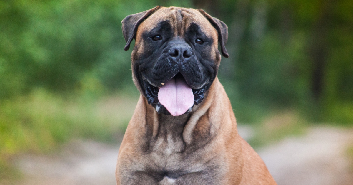 Les meilleurs noms pour votre Mastiff
