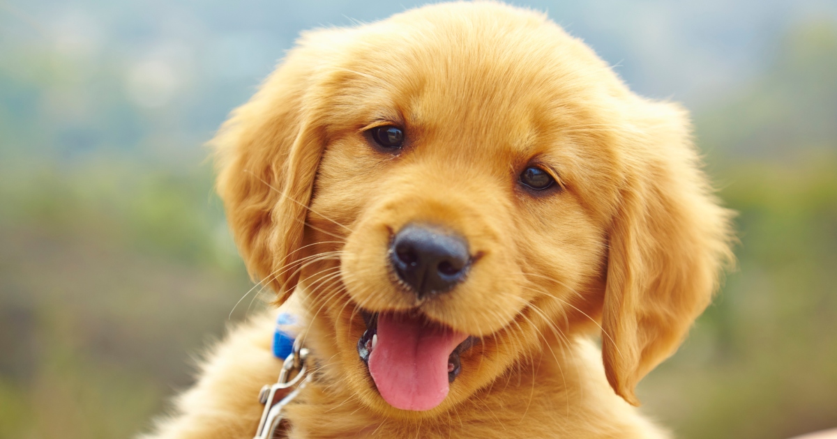 Le guide complet pour élever un chiot