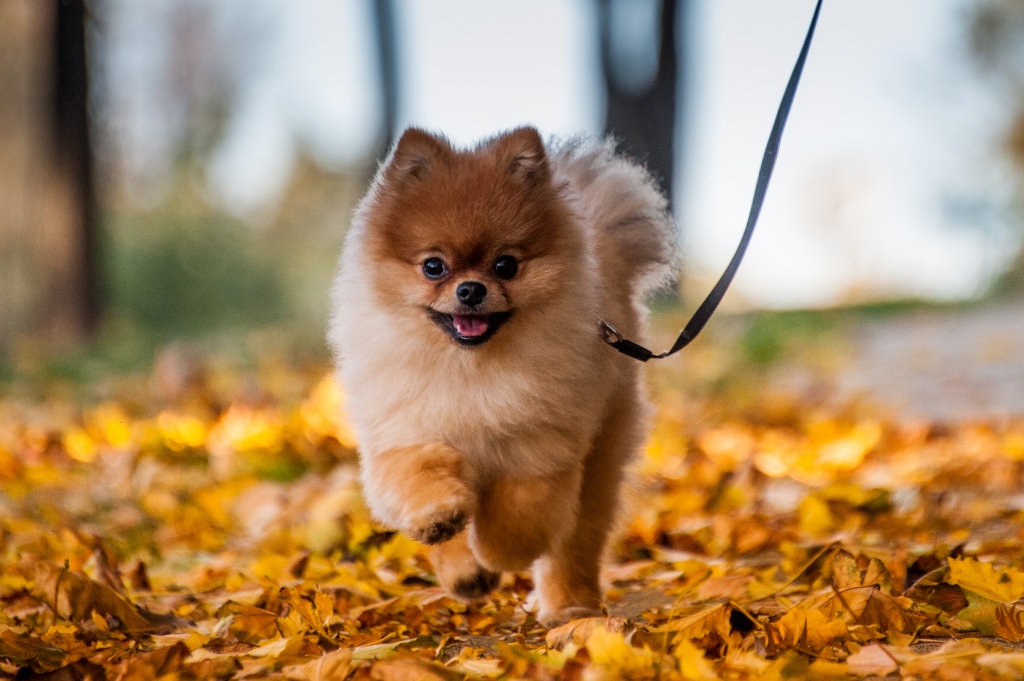 Chiot de Poméranie courant dans les feuilles
