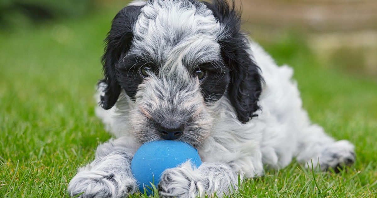Chiots Cockapoo : Photos mignonnes et faits