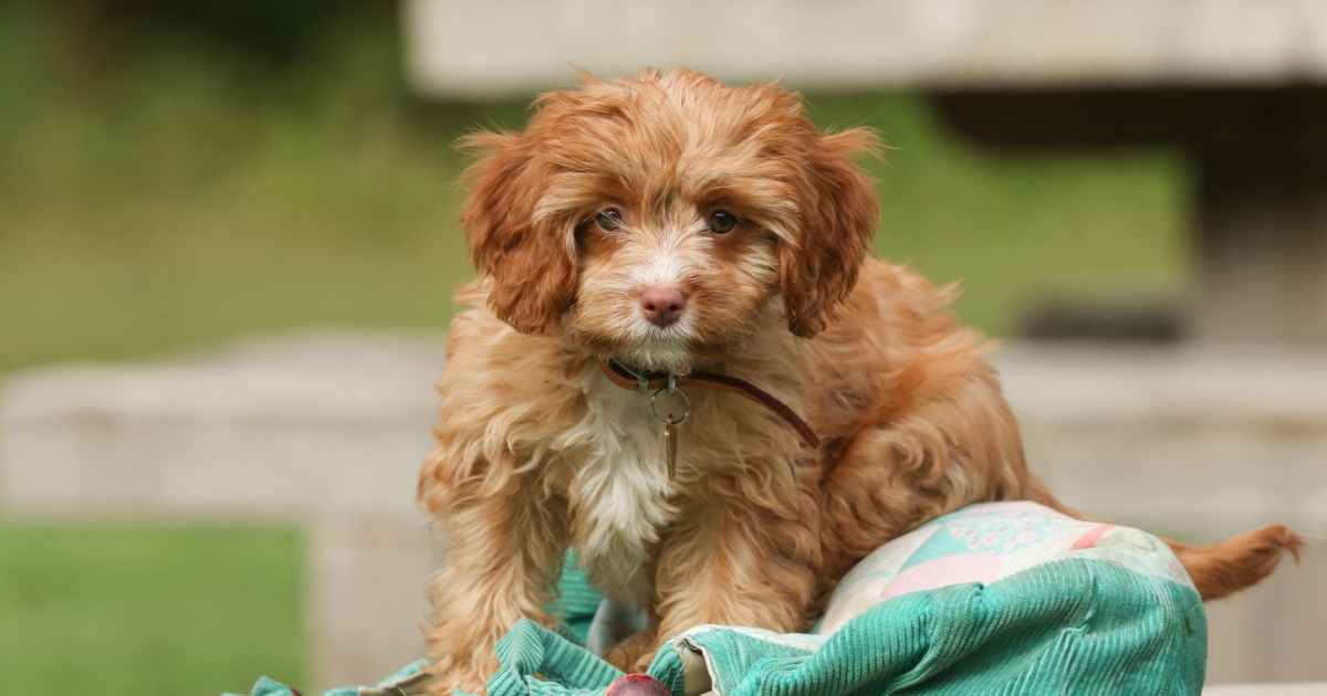 Chiots Cavapoo : Photos mignonnes et faits