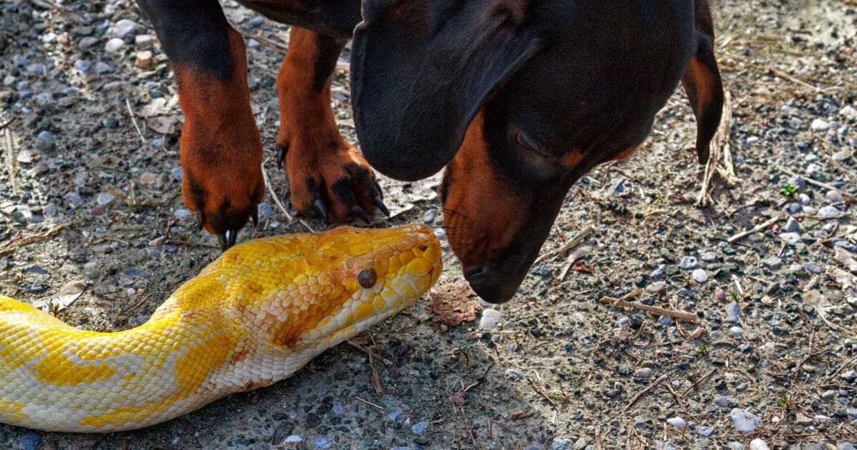 5 conseils pour éviter les serpents lorsque vous promenez votre chien