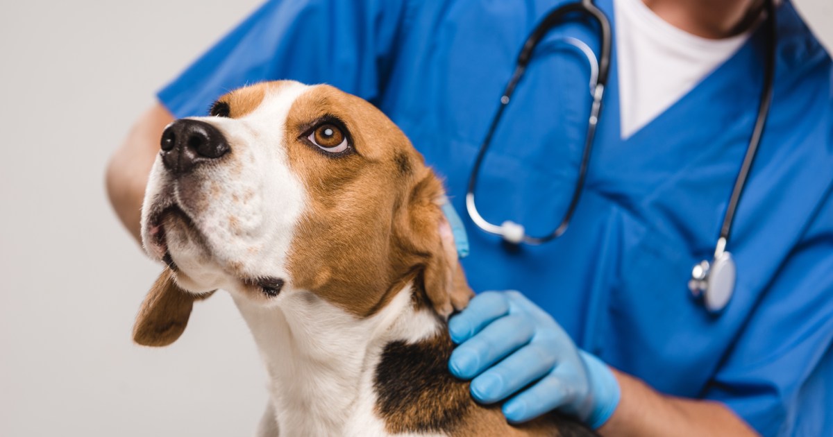 Polyarthrite juvénile (syndrome douloureux du Beagle) chez le chien
