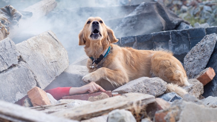 Alors que les incendies de Maui brûlent, les chiens participent aux opérations de recherche et de sauvetage