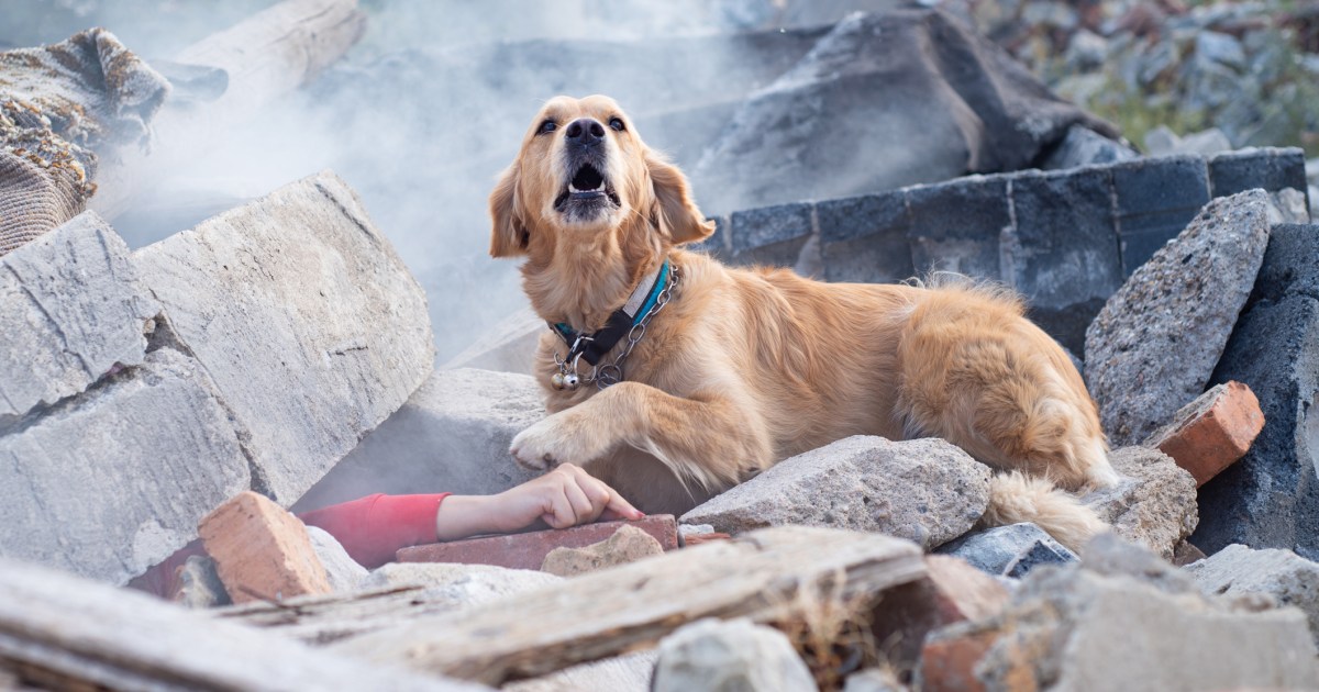 Alors que les incendies de Maui brûlent, les chiens participent aux opérations de recherche et de sauvetage