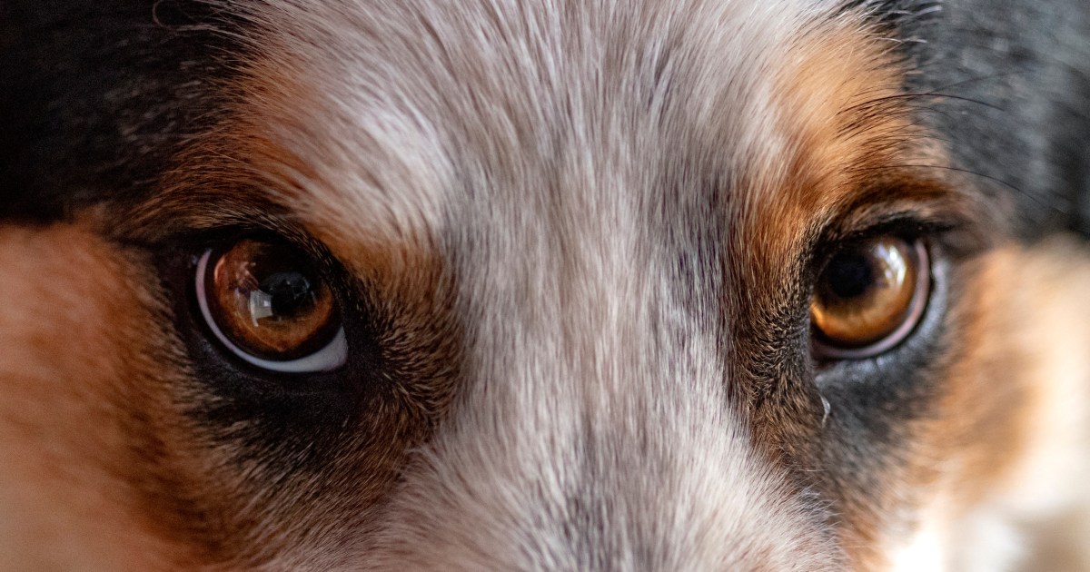 Anomalie de l’œil chez le chien : Symptômes, causes et traitements