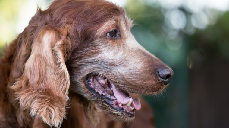 Prendre soin de votre chien âgé : Ce que vous devez savoir