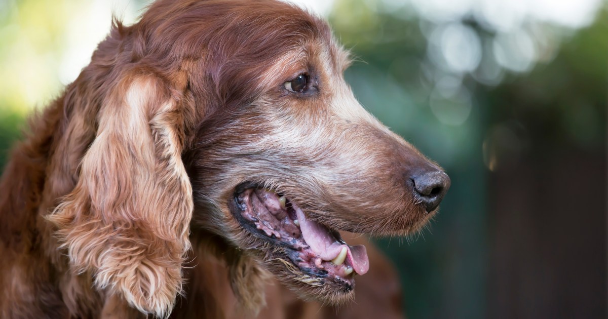 Prendre soin de votre chien âgé : Ce que vous devez savoir
