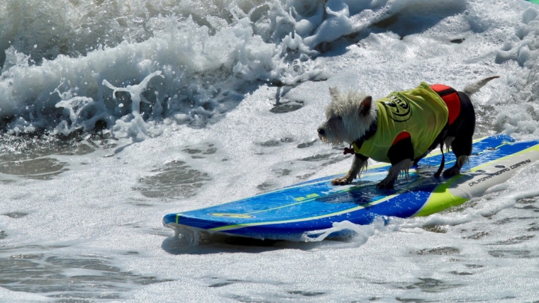 Les chiots prennent la vague aux championnats du monde de surf canin