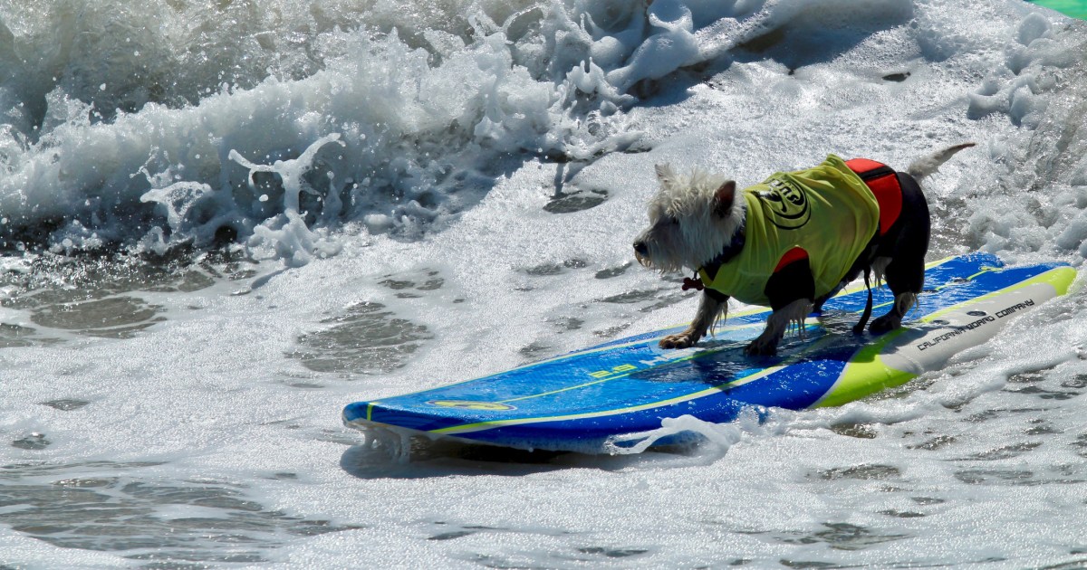 Les chiots prennent la vague aux championnats du monde de surf canin