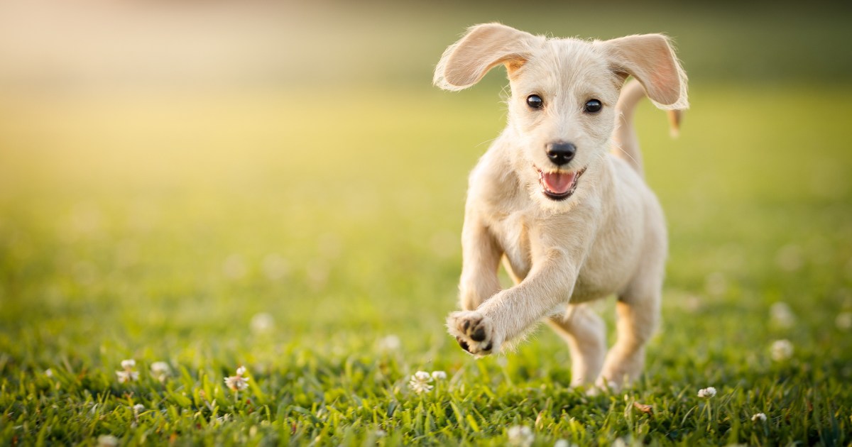 7 choses adorables et agaçantes que font les chiots