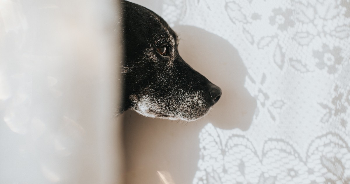 La démence chez le chien (CCD) : Symptômes, causes et traitements
